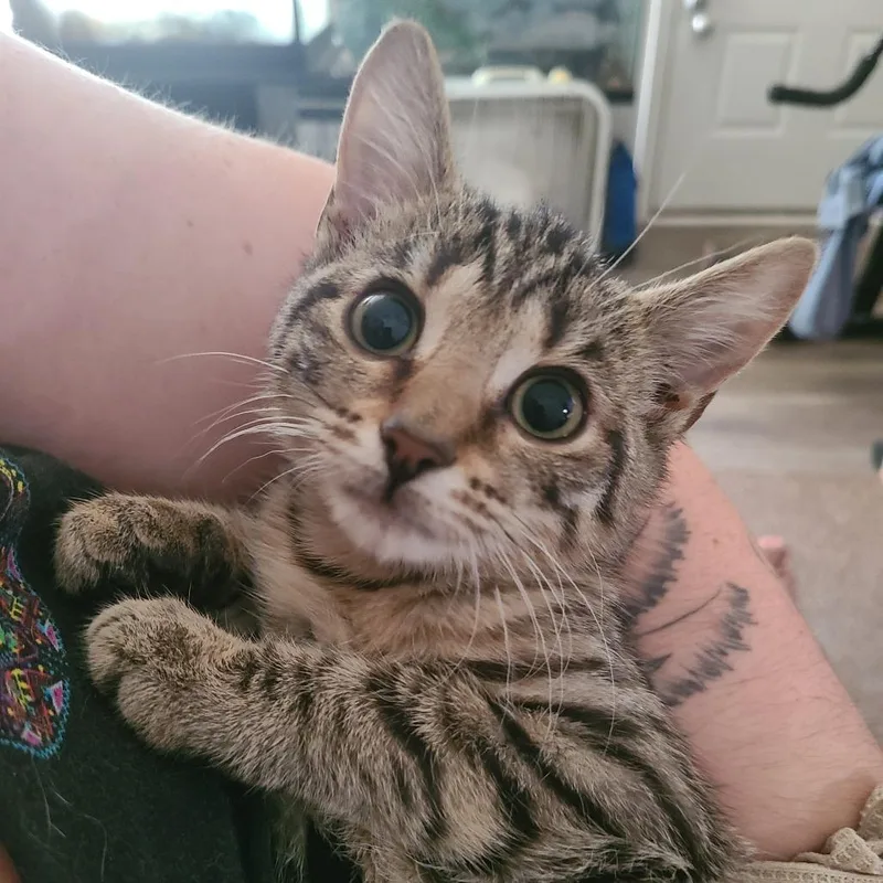 A baby small-sized female Domestic Short Hair cat named Wave for adoption in Georgetown, KY