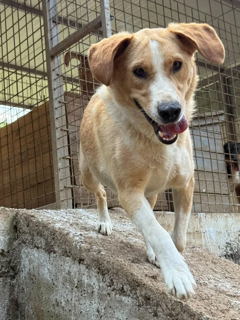 A young medium-sized female Apricot / Beige Yellow Labrador Retriever dog named Yana for adoption in Shrewsbury, MA