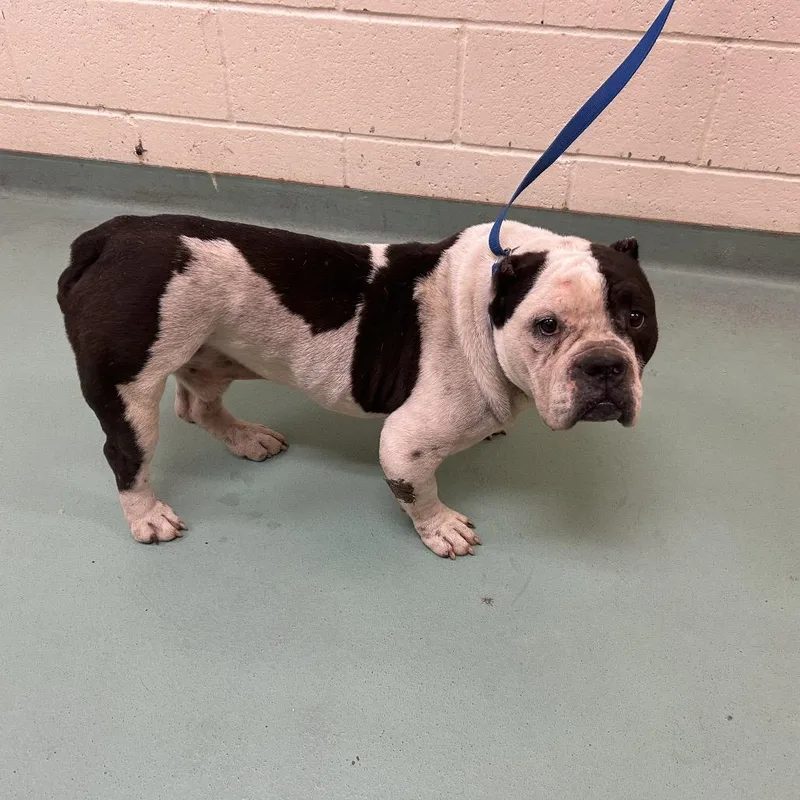 An adult medium-sized male Black Mixed Breed dog named Elgin for adoption in Memphis, TN