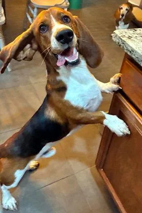 A young medium-sized male Basset Hound dog named Bruno for adoption in Mays Landing, NJ