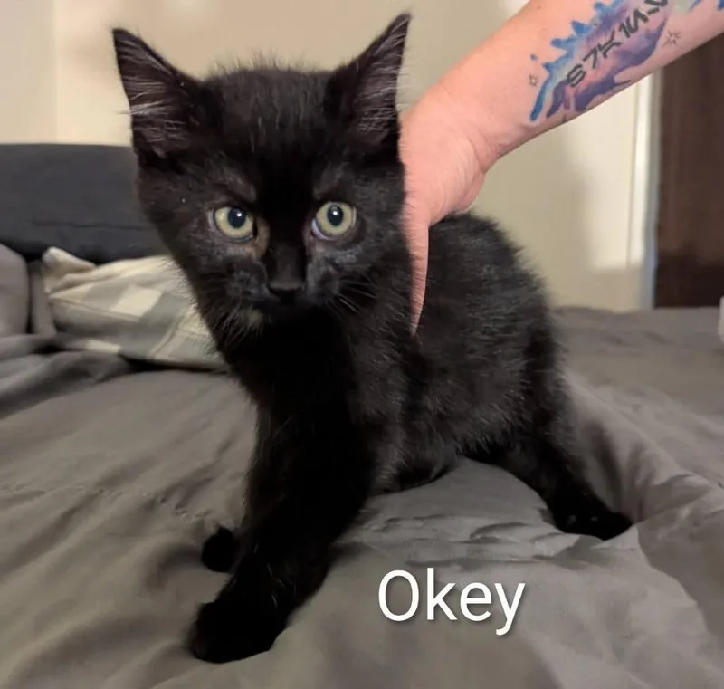 A baby medium-sized female Domestic Short Hair cat named Okey for adoption in Fort Mill, SC