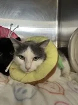 An adult medium-sized female Gray & White Domestic Short Hair cat named Galinda for adoption in Manitowoc, WI
