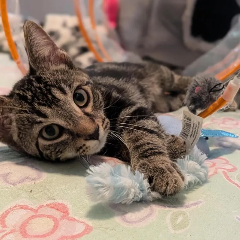 A baby small-sized male Brown / Chocolate Domestic Short Hair cat named Tatsoi for adoption in Falls Church, VA