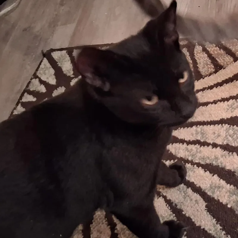 A baby medium-sized male Black Domestic Short Hair cat named Rhett for adoption in Mount Laurel, NJ
