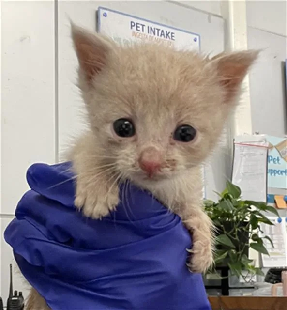 A baby medium-sized male Domestic Short Hair cat named Ralphie for adoption in Dallas, TX