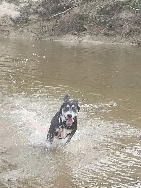 A young medium-sized male Gray / Blue / Silver Husky dog named Rocket for adoption in Baker, LA