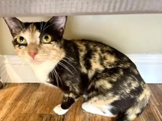 A young medium-sized female Domestic Short Hair cat named Jada for adoption in Hull, MA