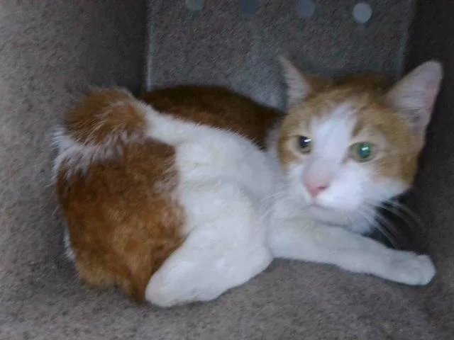 A senior small-sized male Domestic Short Hair cat named Culver for adoption in Baldwin Park, CA