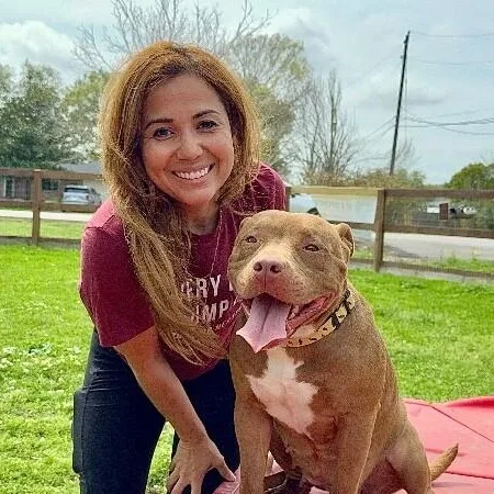 An adult medium-sized female Brown / Chocolate American Bully dog named Wilma Wovey Dovey for adoption in Friendswood, TX