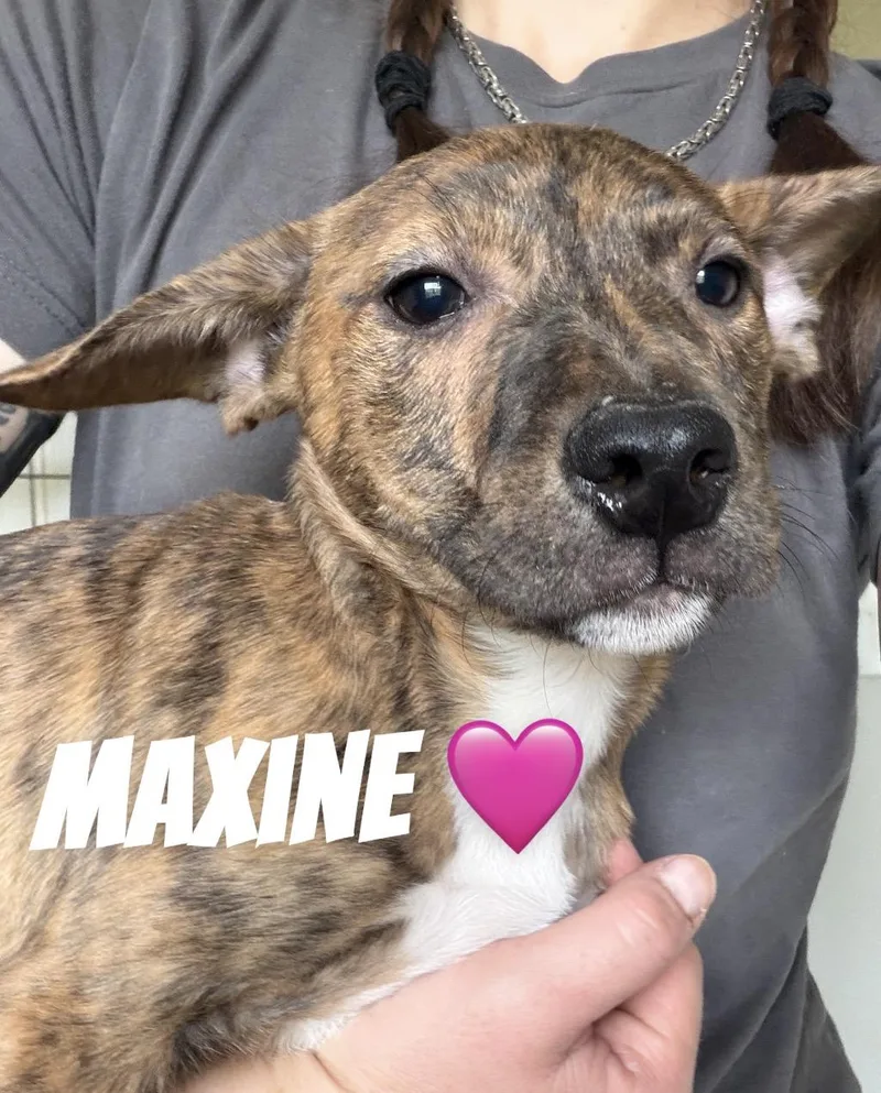 A young medium-sized female Pit Bull Terrier dog named Maxine for adoption in Felton, PA