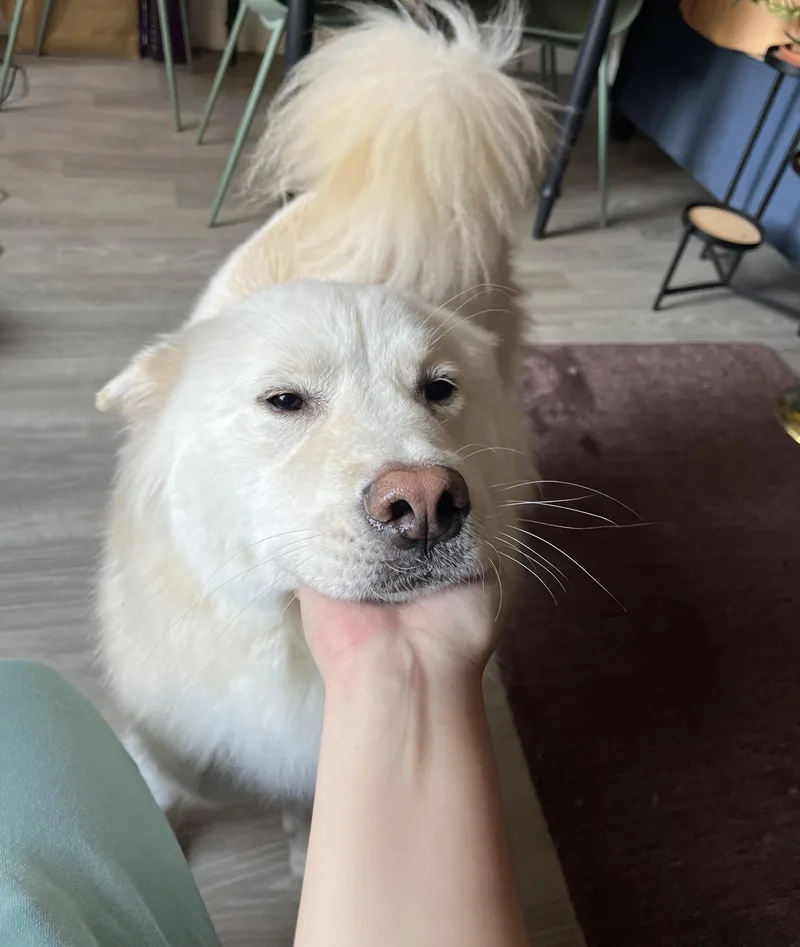 Casper thumbnail 4