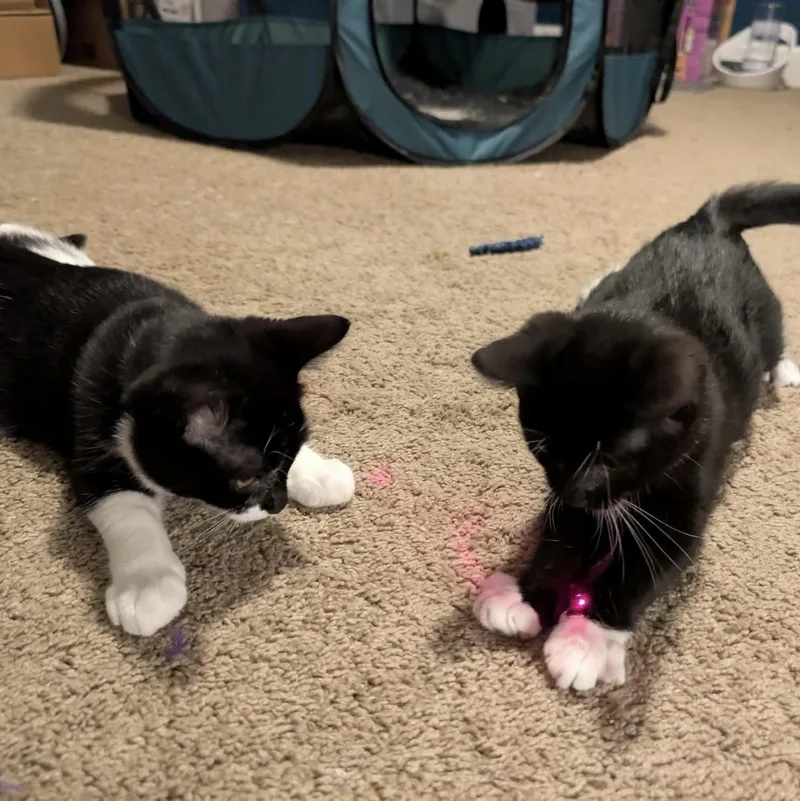 A baby small-sized female White Domestic Short Hair cat named Tapatio & Cholula — for adoption in Gladstone, OR