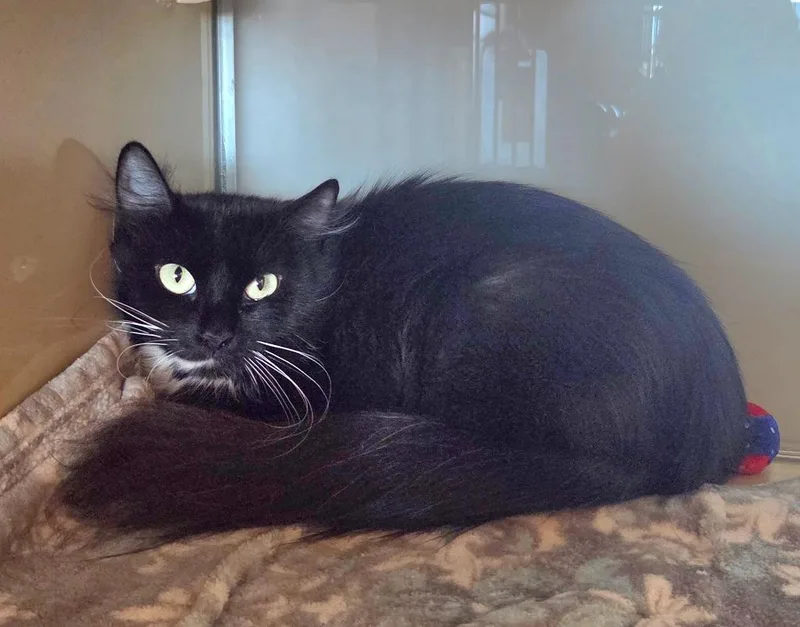 Onyx