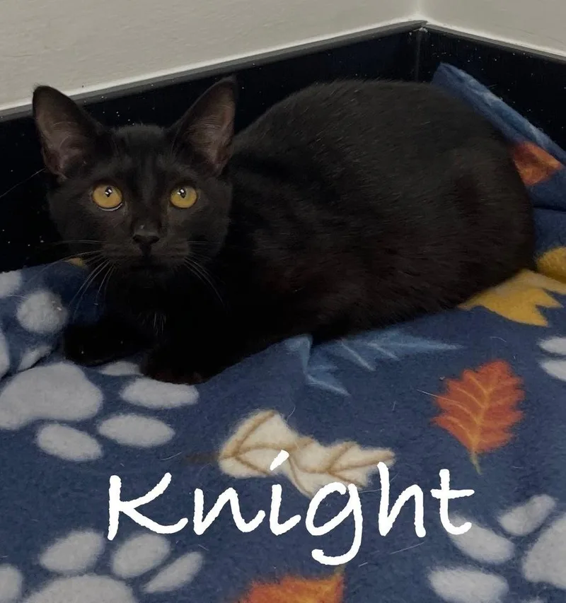 A baby small-sized male Domestic Short Hair cat named Knight for adoption in Fern Park, FL