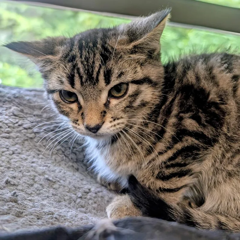 A baby small-sized male Buff / Tan / Fawn Domestic Short Hair cat named Pancake for adoption in Huntsville, AR