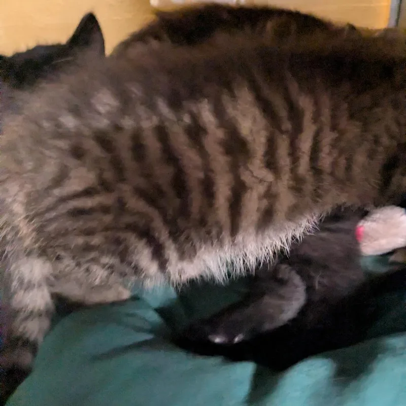 Pancake thumbnail 4