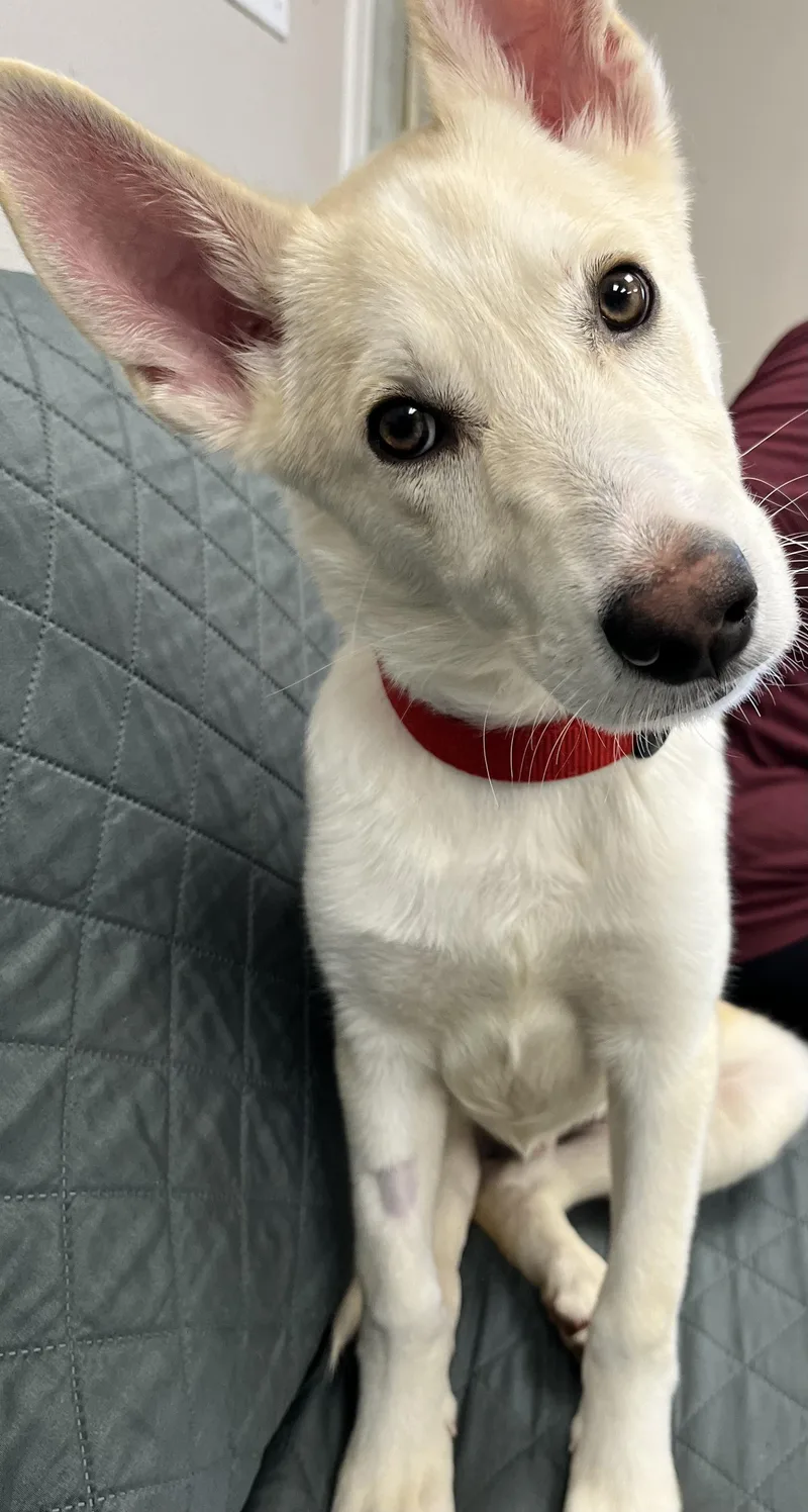 A baby medium-sized male White / Cream Husky dog named Oliver for adoption in Farmington, MO
