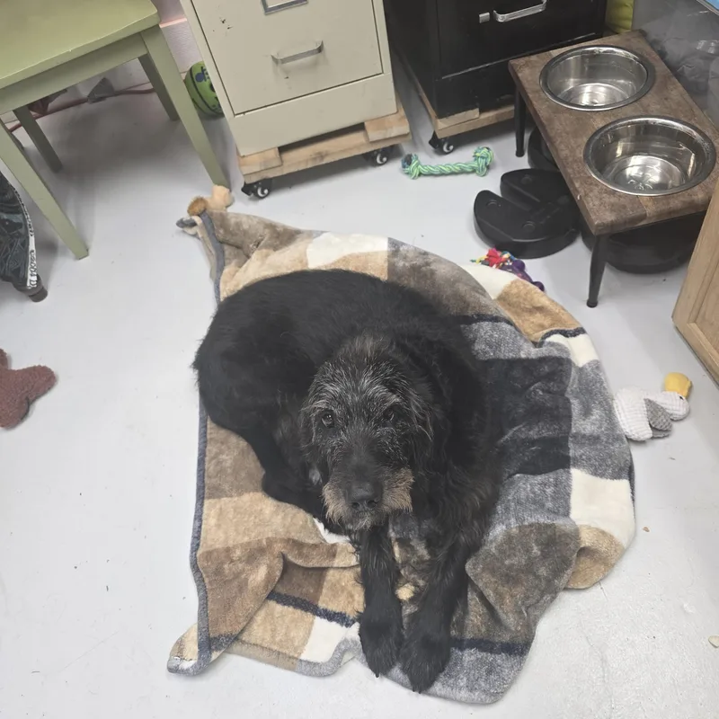 A senior medium-sized female Black Labradoodle dog named Maggie for adoption in Huntsville, AL