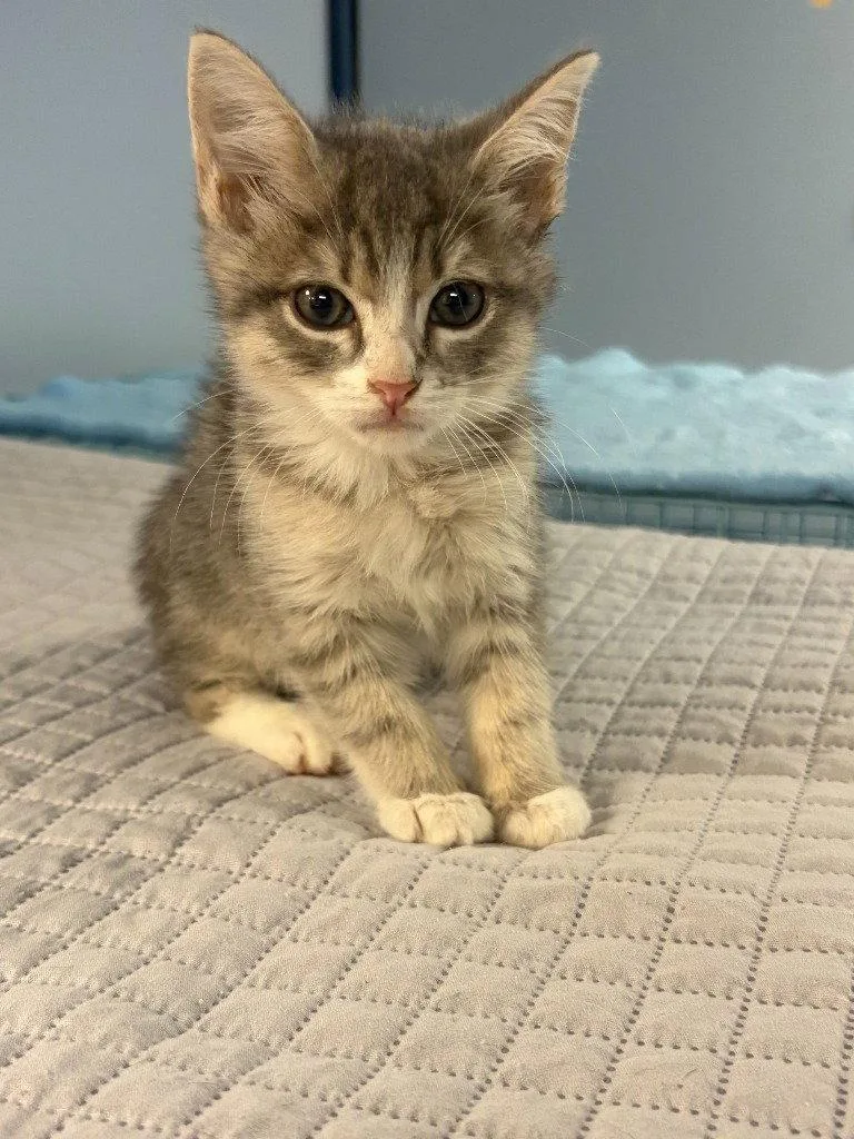 A baby small-sized male Domestic Short Hair cat named Otis for adoption in Lovingston, VA