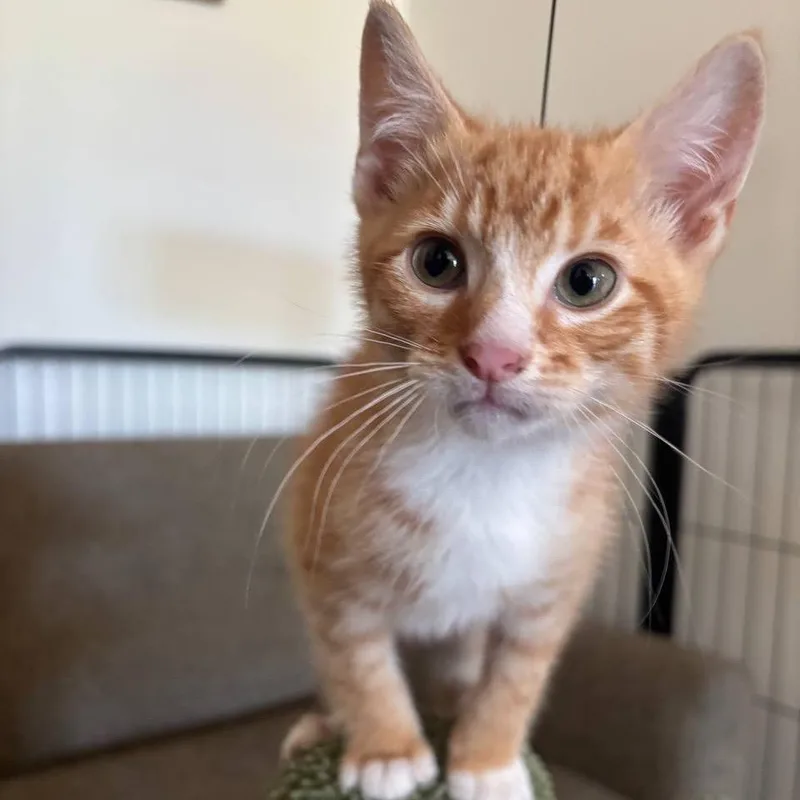 A baby small-sized male Orange / Red Domestic Short Hair cat named Goldie for adoption in Medford, NJ