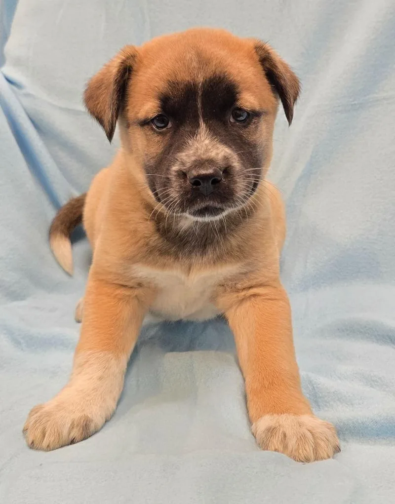 A baby medium-sized female Husky dog named Rumi for adoption in Murphysboro, IL