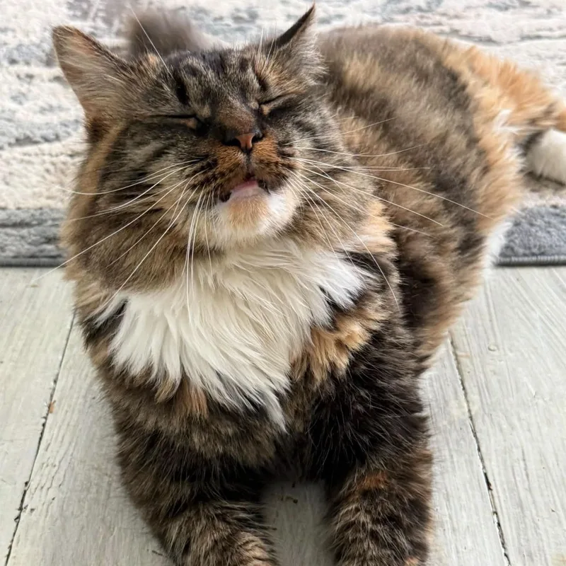 An adult large-sized female Calico Domestic Short Hair cat named Twixie for adoption in DuBois, PA