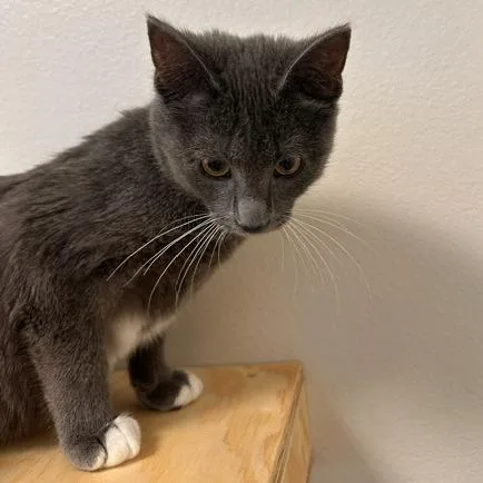 A baby small-sized male Black Domestic Short Hair cat named Edward for adoption in Cody, WY