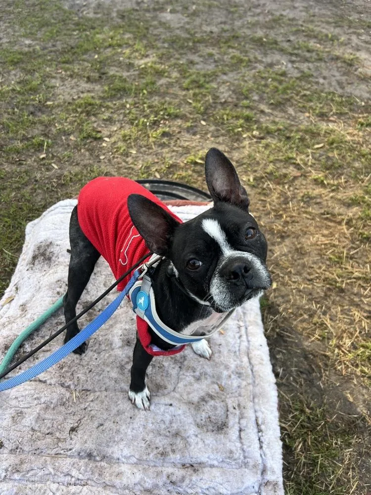 Louis Courage   thumbnail 4