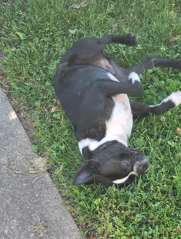 Louis Courage   thumbnail 6