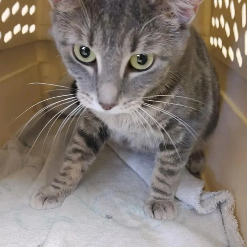An adult medium-sized female Gray / Blue / Silver Domestic Short Hair cat named Shadow for adoption in Ashtabula, OH
