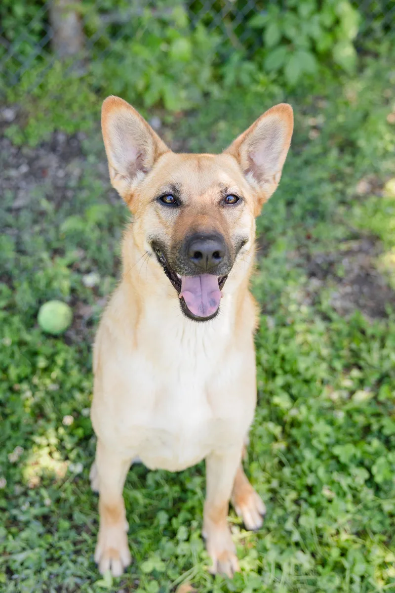 An adult medium-sized female German Shepherd Dog dog named Torvi for adoption in Newburgh, IN