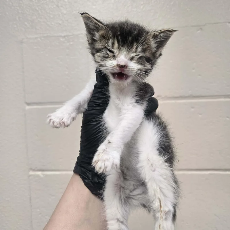 A baby small-sized female Gray / Blue / Silver Domestic Short Hair cat named Summer Love for adoption in Reno, NV