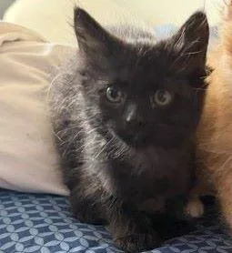 A baby medium-sized male Black & White / Tuxedo Domestic Medium Hair cat named Possum for adoption in Fernley, NV