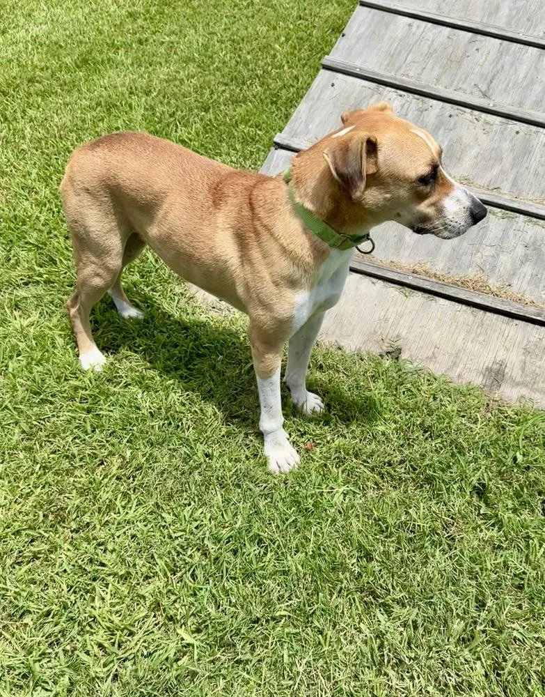 An adult medium-sized male Hound dog named Charles for adoption in San Leon, TX