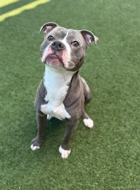 A young small-sized male Mixed Breed dog named Lambo for adoption in Dallas, TX