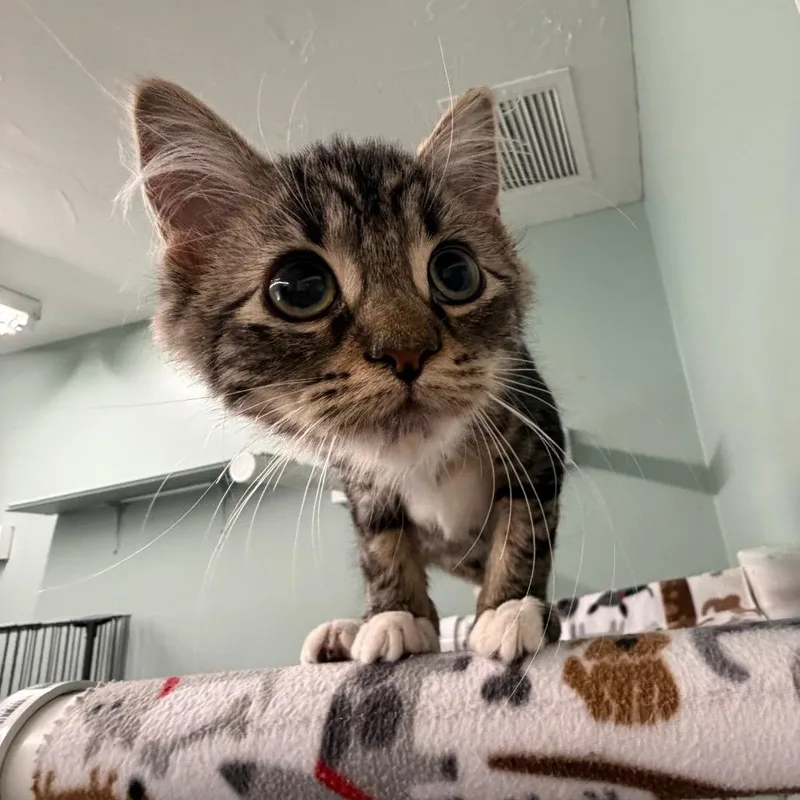A baby small-sized female Gray / Blue / Silver Domestic Long Hair cat named Charolais for adoption in Pittsford, VT