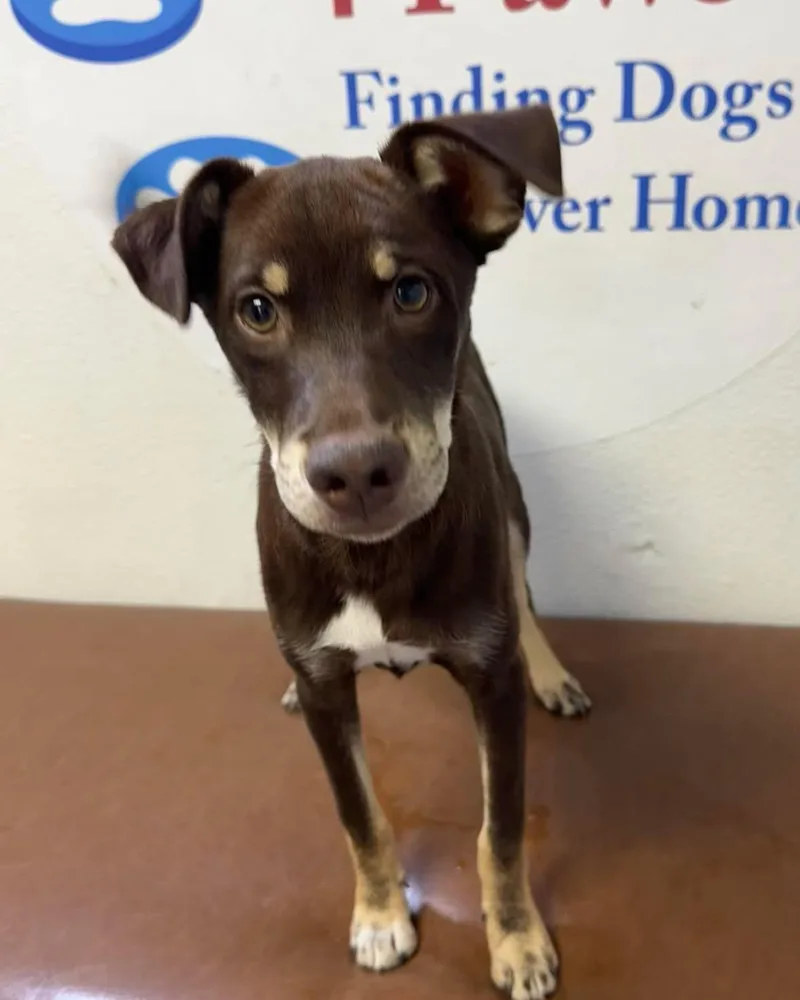 A baby small-sized male Terrier dog named Picasso for adoption in Las Vegas, NV