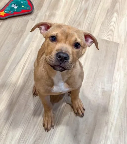 A young medium-sized female Yellow / Tan / Blond / Fawn American Staffordshire Terrier dog named Power for adoption in Indianapolis, IN