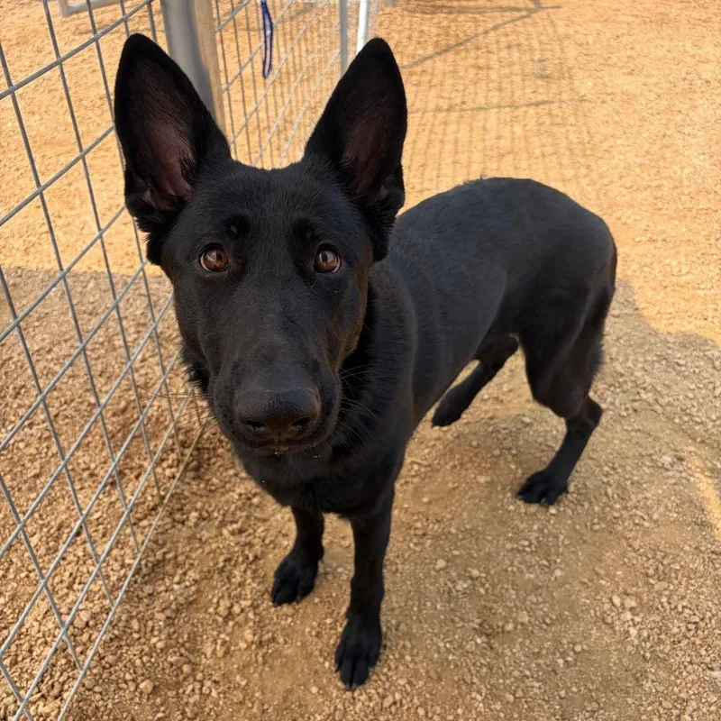 An adult medium-sized female Black German Shepherd Dog dog named Fierce for adoption in LOXAHATCHEE, FL