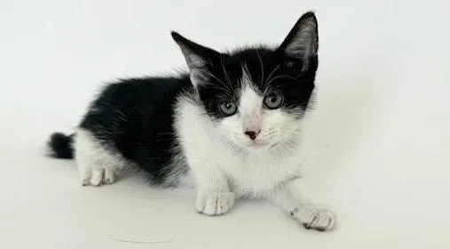 A baby small-sized male Domestic Short Hair cat named Fremont for adoption in Saint Louis, MO