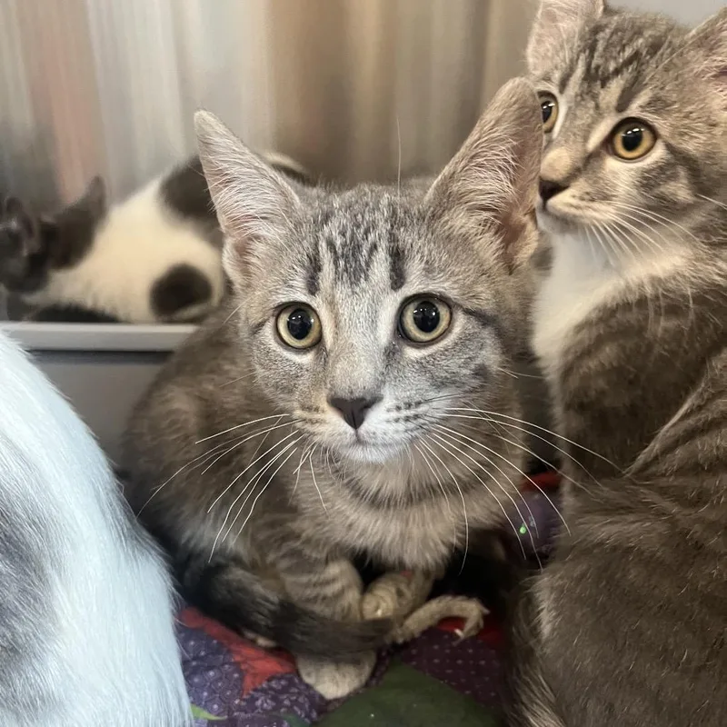 A baby small-sized female Gray / Blue / Silver Domestic Short Hair cat named Nova for adoption in Hinsdale, IL