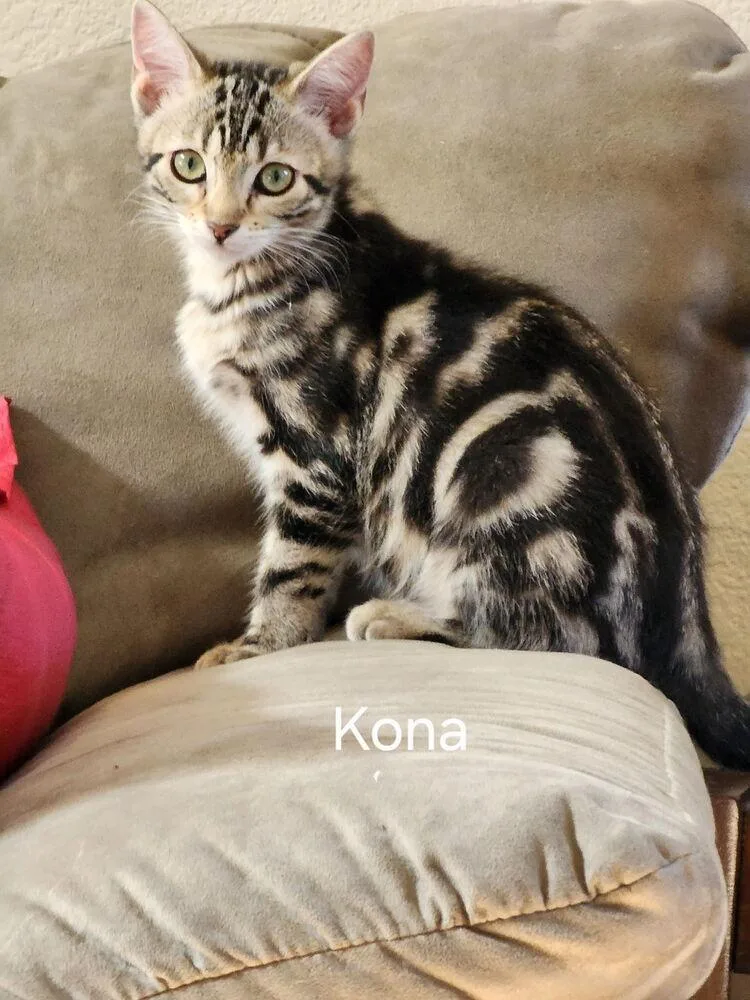 A baby small-sized female Tabby (Brown / Chocolate) Domestic Short Hair cat named Kona for adoption in Lancaster, CA