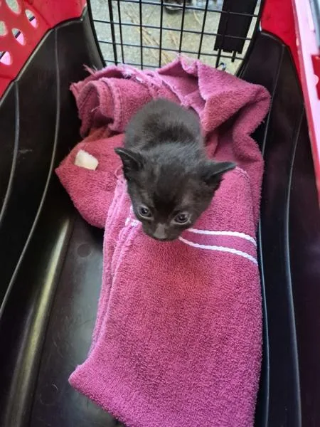 A baby small-sized male Domestic Short Hair cat named Nf for adoption in Lawrenceville, GA