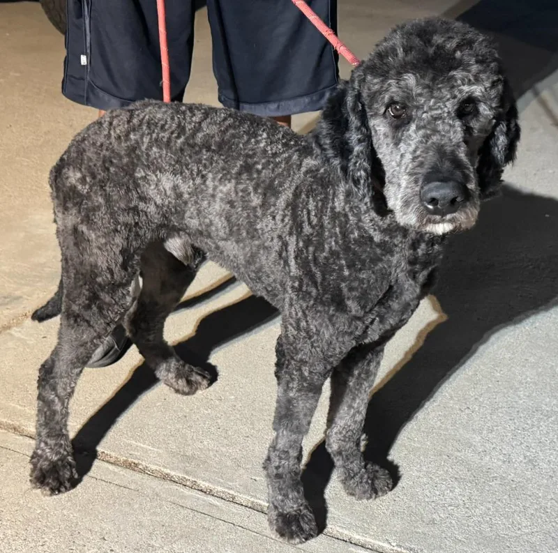 A young large-sized male Poodle dog named Forest for adoption in Los Angeles, CA