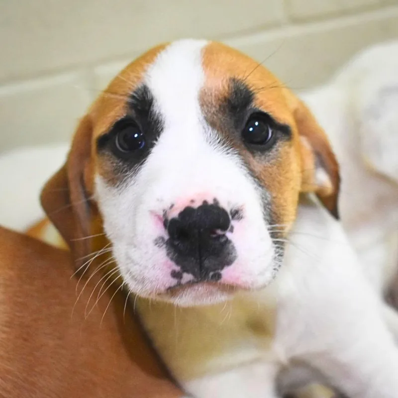 A baby medium-sized female Mixed Breed dog named Rachel for adoption in Saint Petersburg, FL