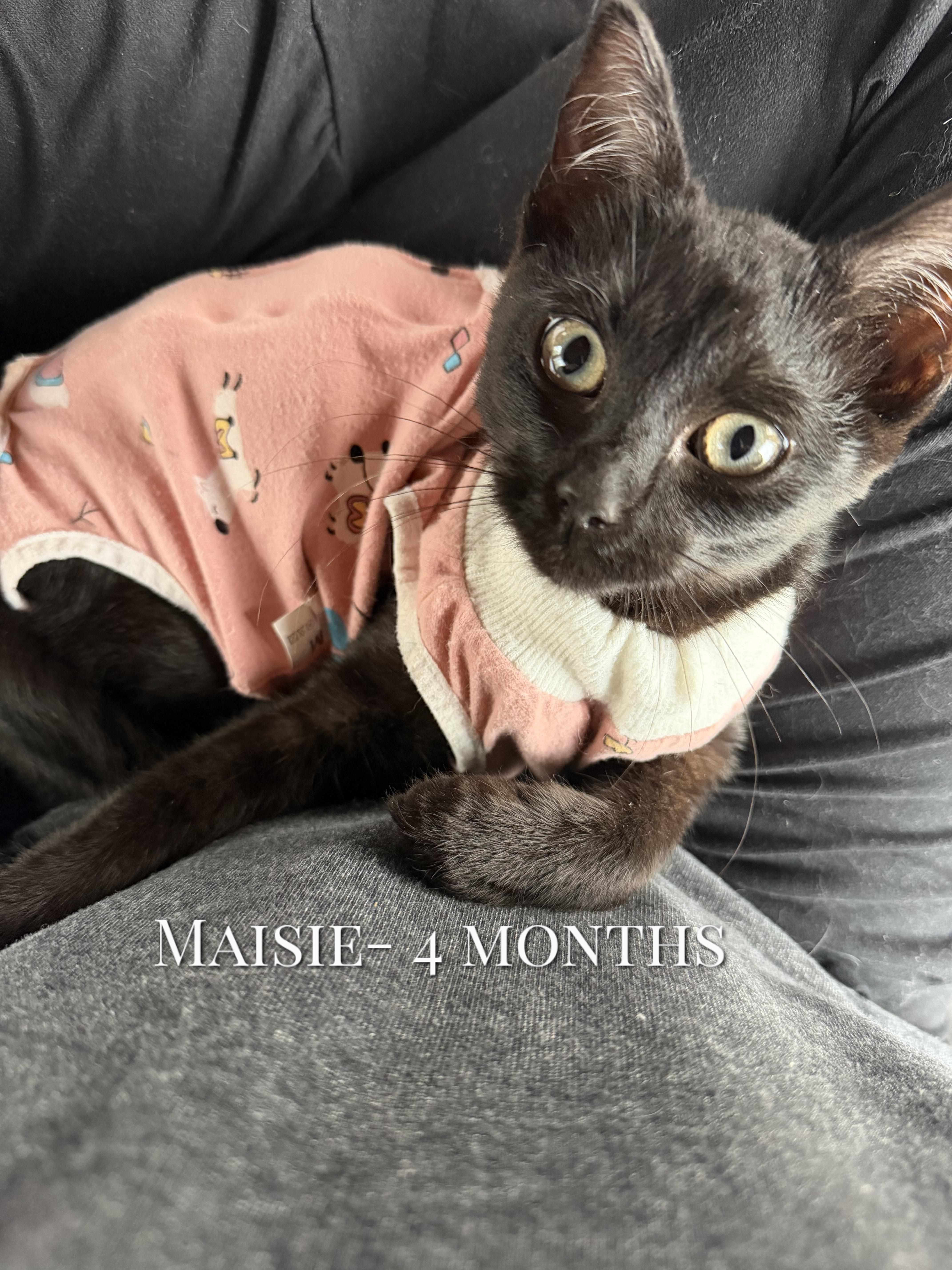 A baby small-sized female Black Domestic Short Hair cat named Maisie for adoption in Ridgewood, NY