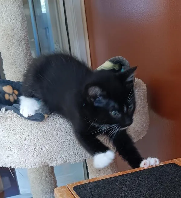 A baby small-sized male Domestic Short Hair cat named Telly for adoption in Monterey, CA