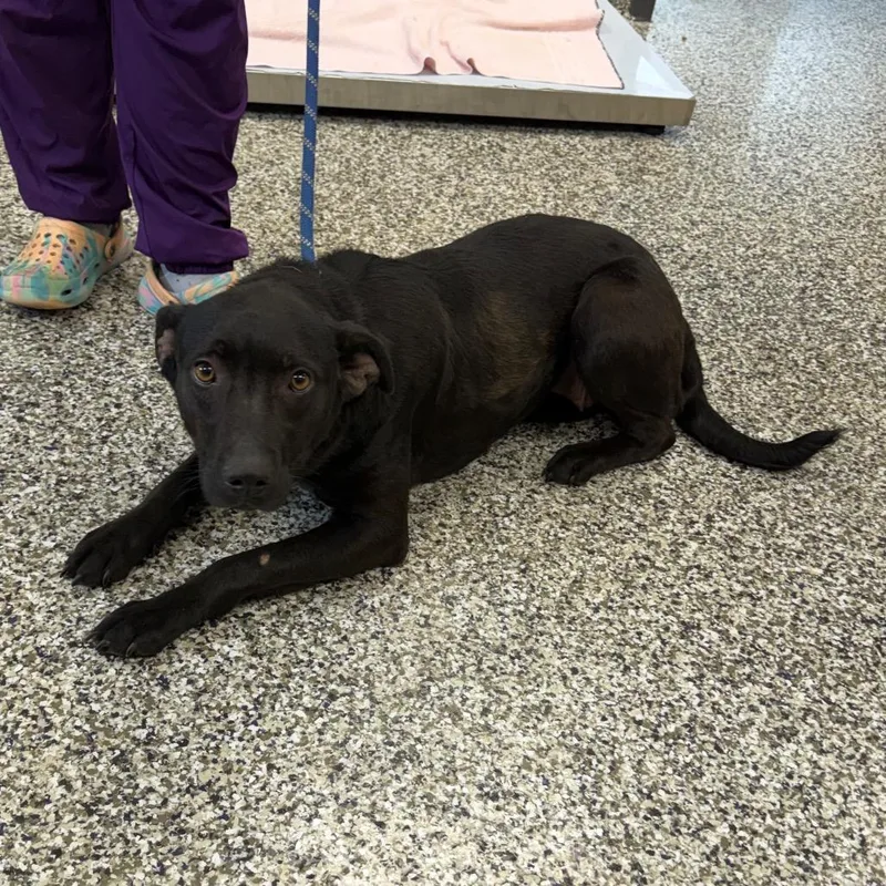 An adult medium-sized female Black Labrador Retriever dog named Dragon Fruit for adoption in Morganton, NC