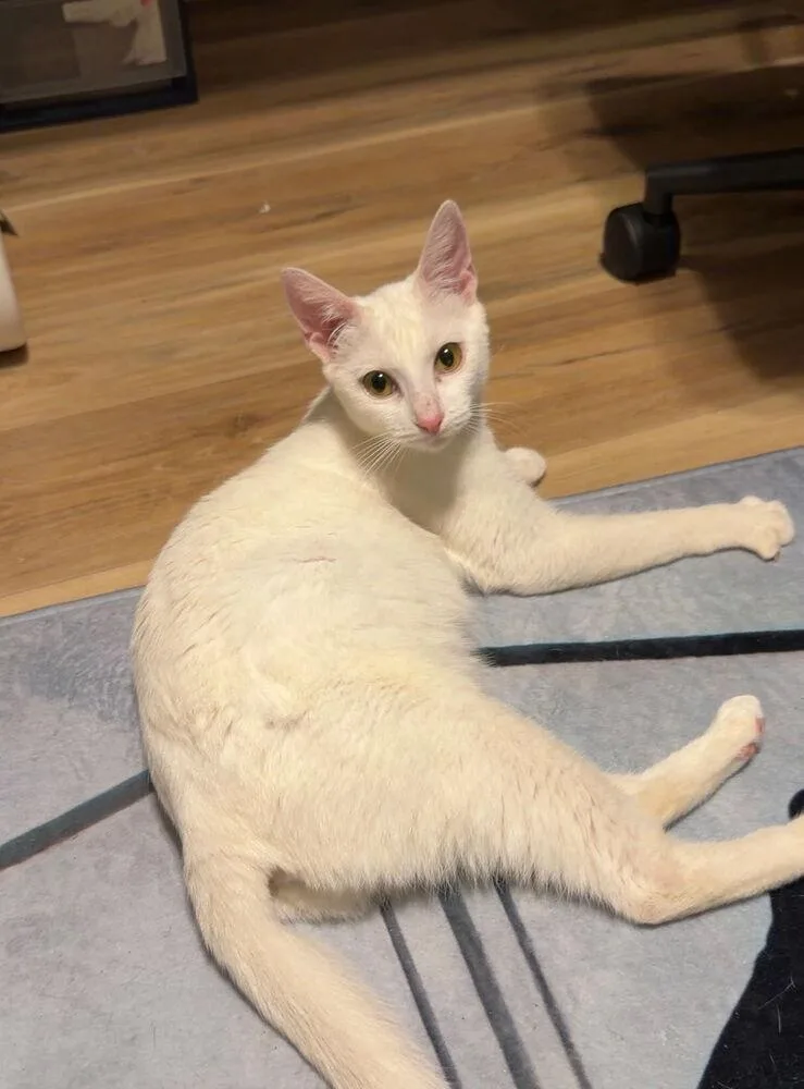 A baby small-sized female White Domestic Short Hair cat named Starshine for adoption in Ocala, FL