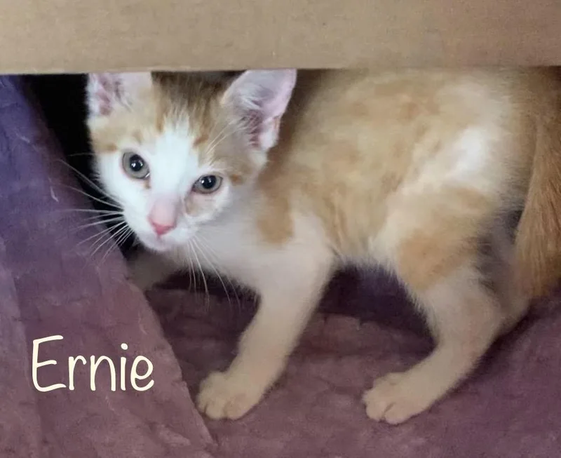 Ernie